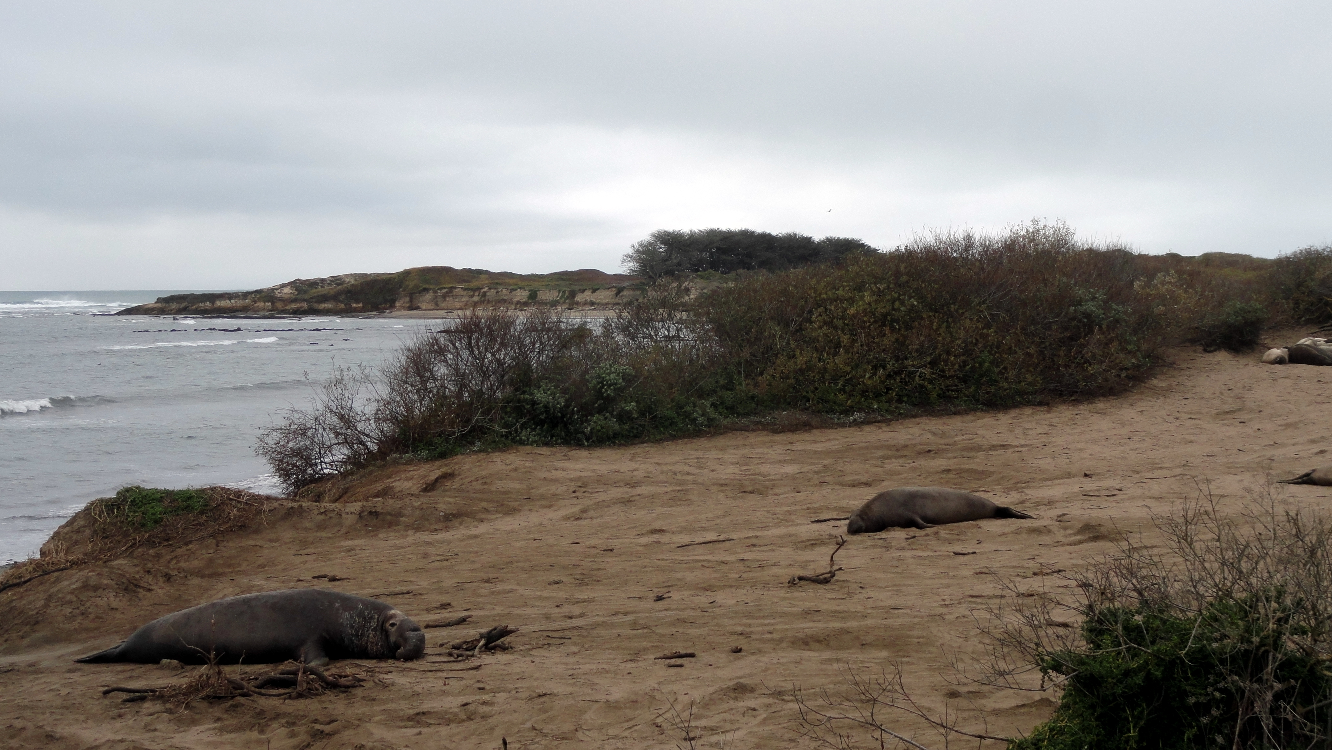 Elephant Seal 1