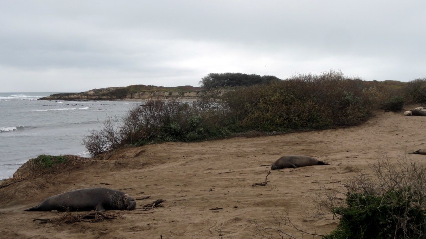 Elephant Seal 1