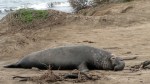 Elephant Seal 2