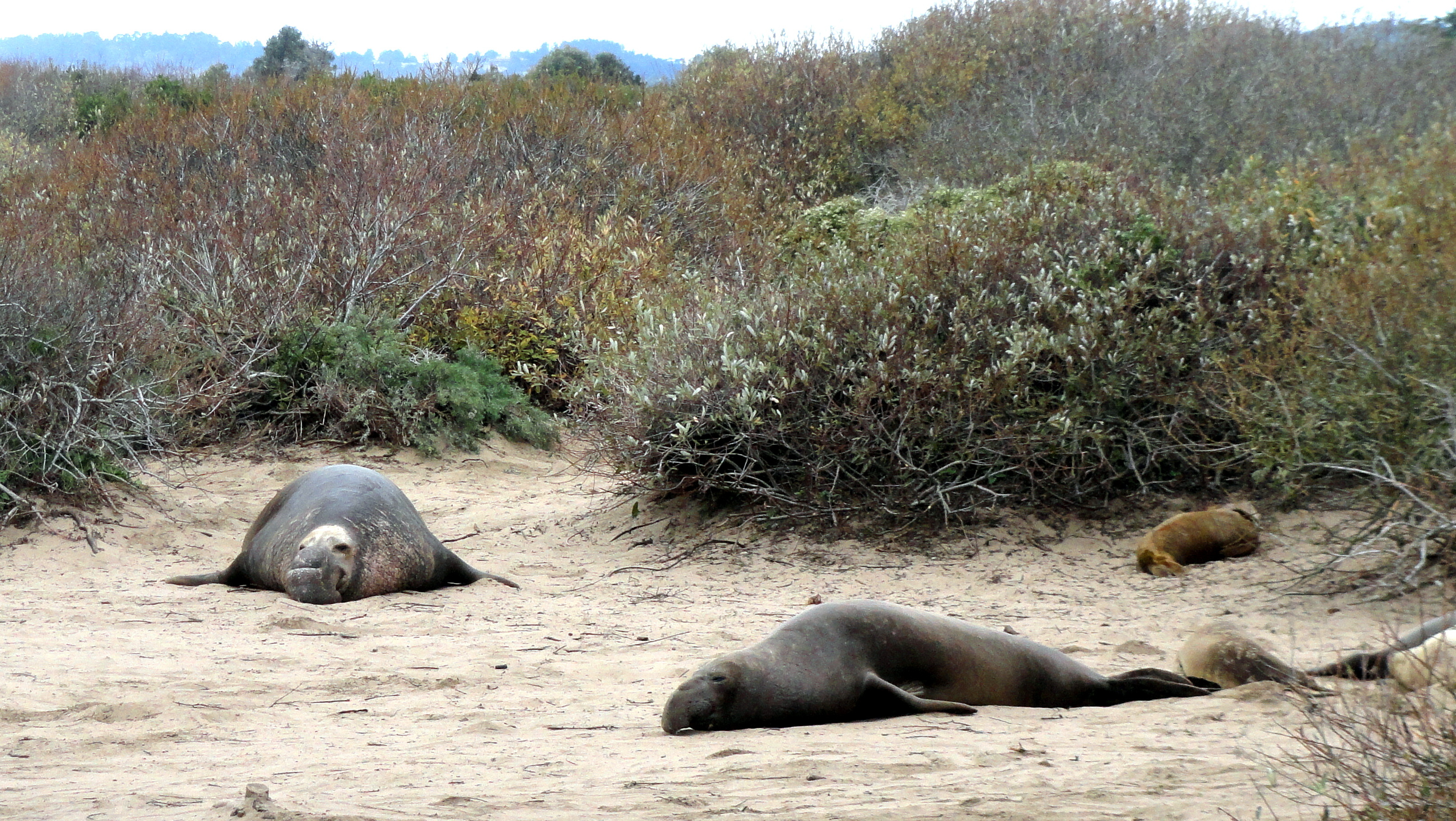 Elephant Seal 3