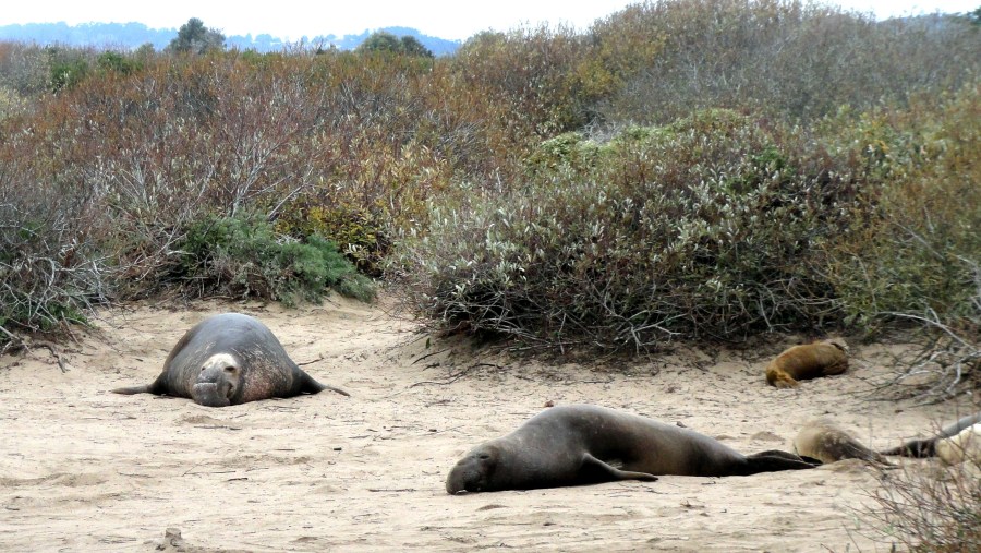 Elephant Seal 3