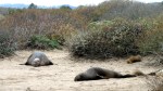 Elephant Seal 3