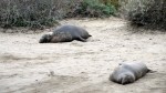 Elephant Seal 5