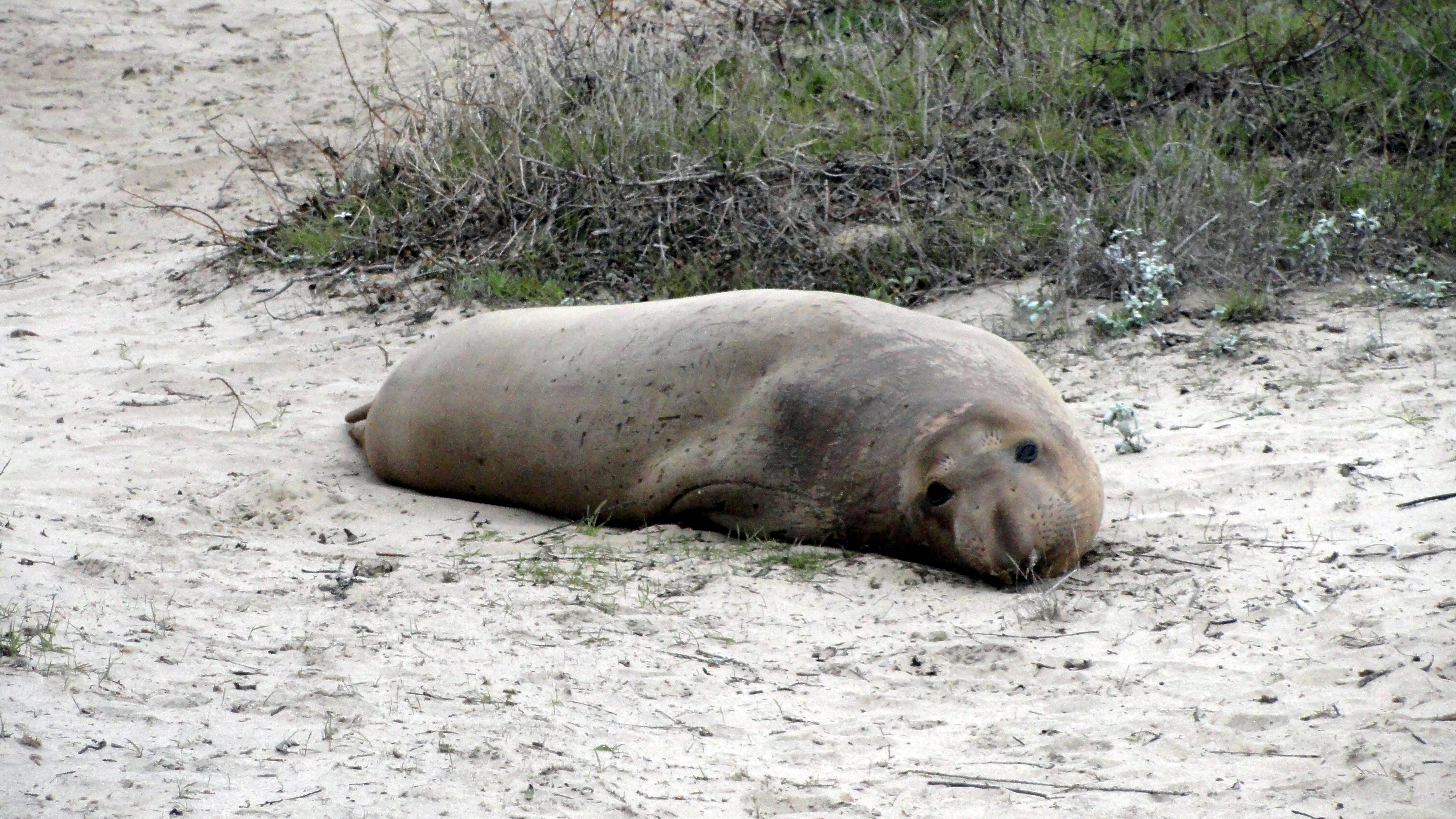 Elephant Seal 6