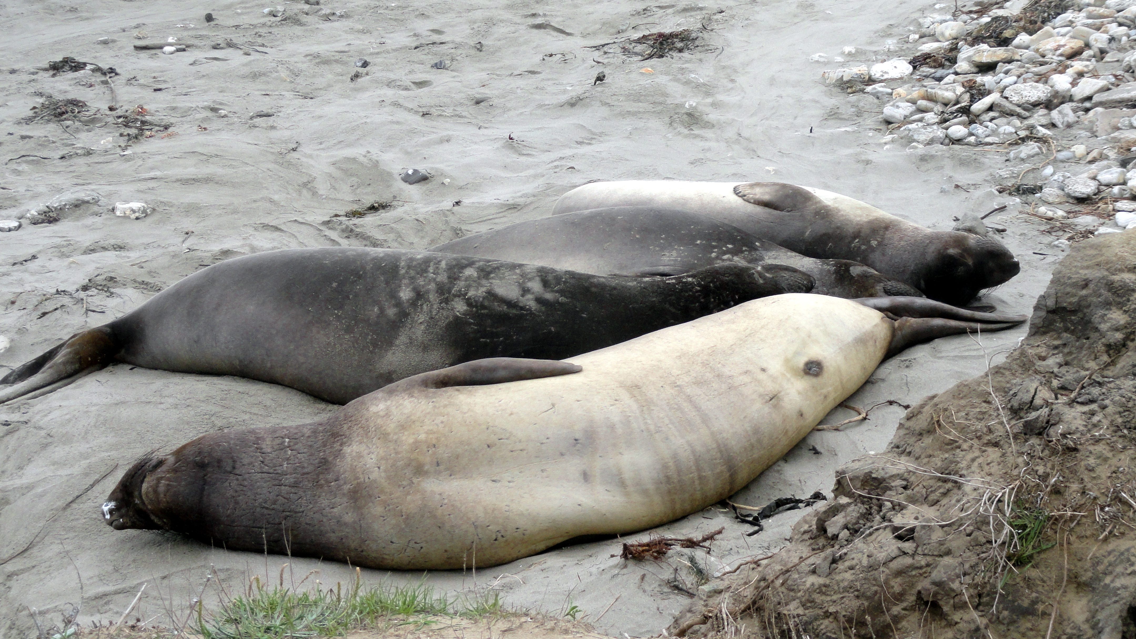 Elephant Seal 7