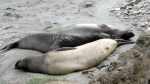 Elephant Seal 7