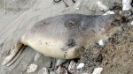 Elephant Seal 8