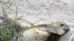 Elephant Seal Juveniles&nbsp;1