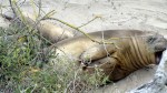 Elephant Seal Juveniles&nbsp;2