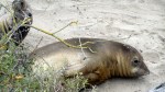Elephant Seal Juveniles&nbsp;3