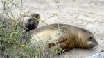Elephant Seal Juveniles&nbsp;4
