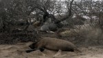 Elephant Seal Newborn & Mom&nbsp;1