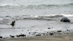 Elephant Seal Weaner Beaching&nbsp;1