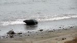 Elephant Seal Weaner Beaching&nbsp;2
