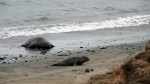 Elephant Seal Weaner Beaching&nbsp;3