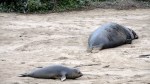 Elephant Seal Weaner Beaching&nbsp;4