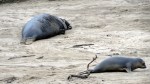 Elephant Seal Weaner Beaching&nbsp;5