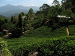 Tea Plantation Ella&nbsp;Rock