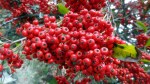 Backroads Pyracantha Closeup
