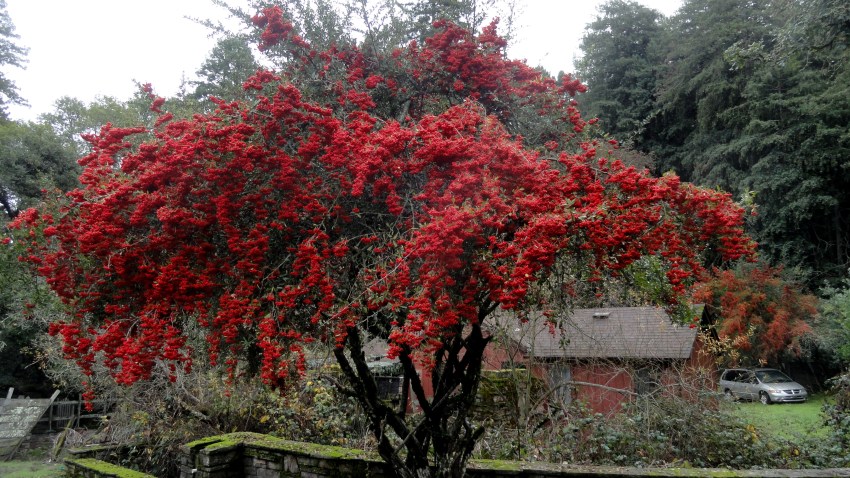 Backroads Pyracantha