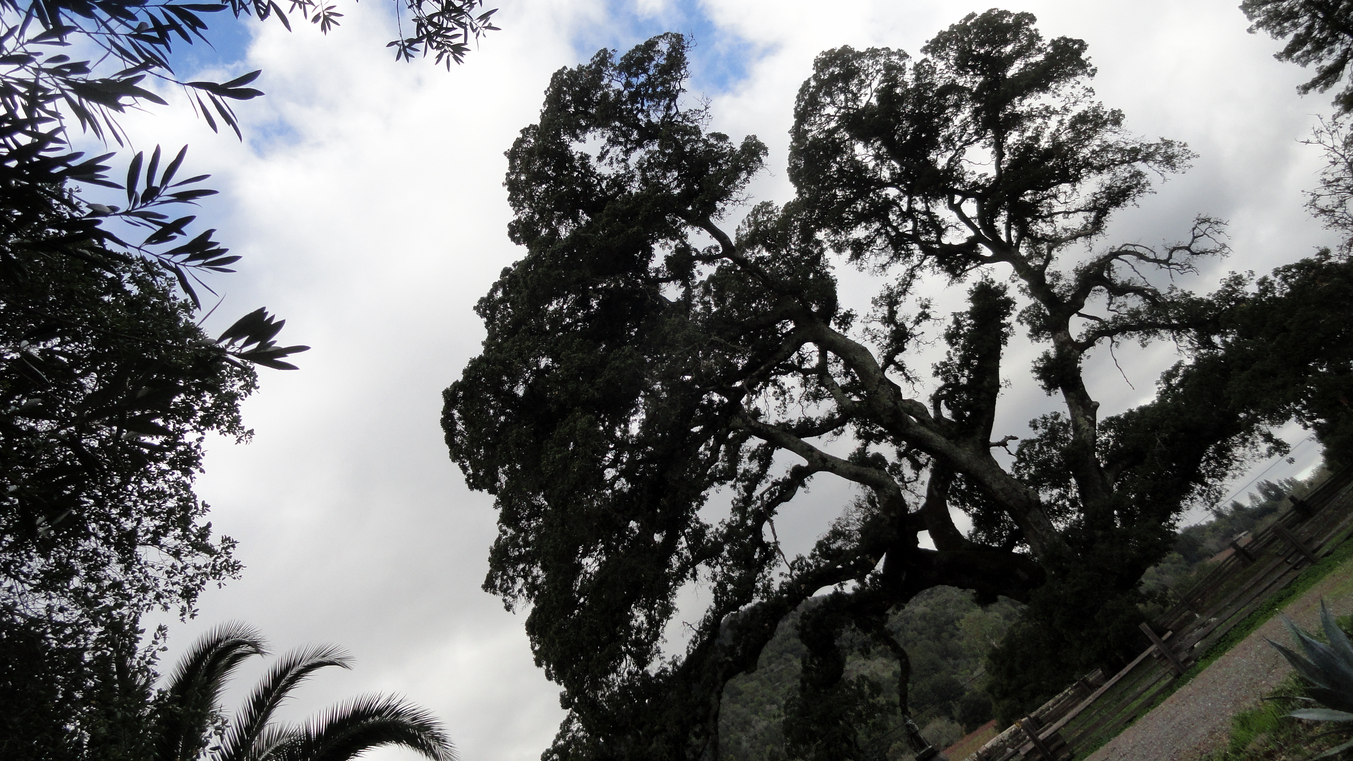 Jack London SHP Heritage Oak 2