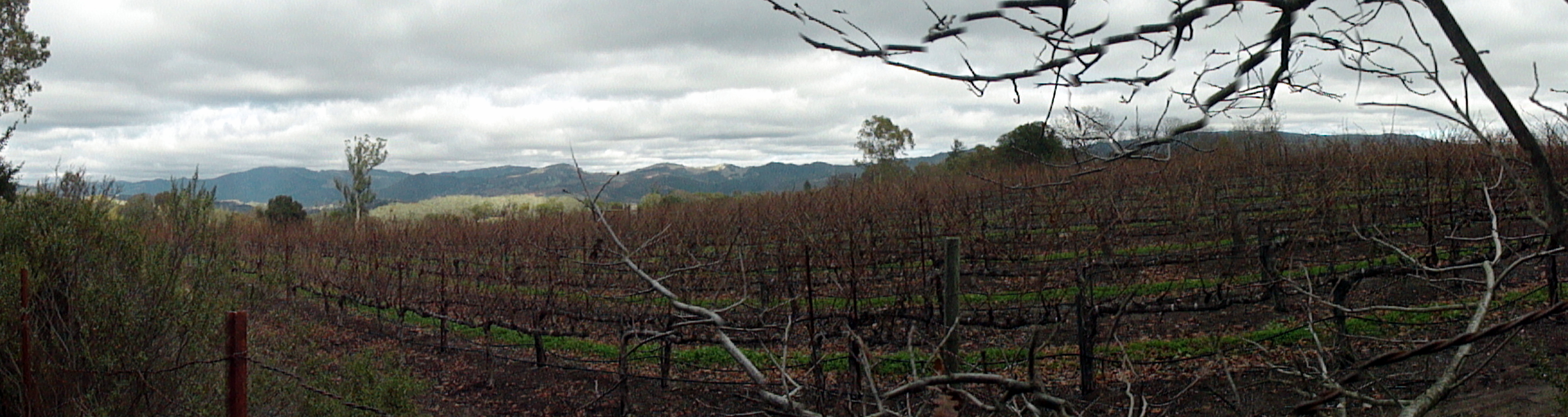 Jack London SHP Vineyard