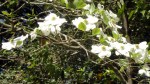 Dogwood in Bloom