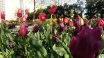 Purple & Red&nbsp;Tulips