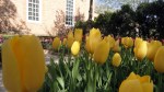 Yellow Tulips
