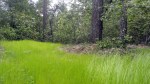 New Grass at Hood Mtn Park&nbsp;2