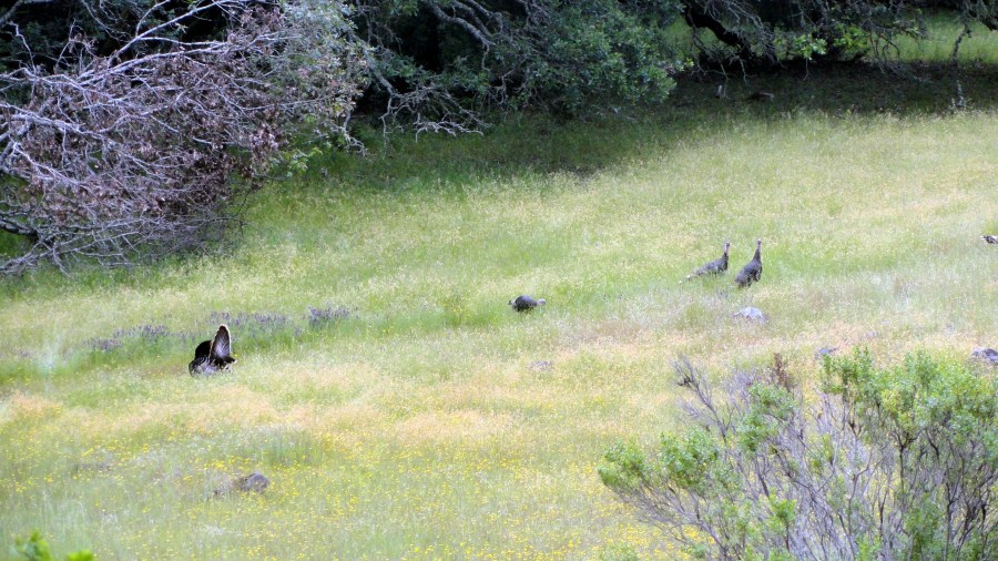 Turkey from Richardson Trail 2