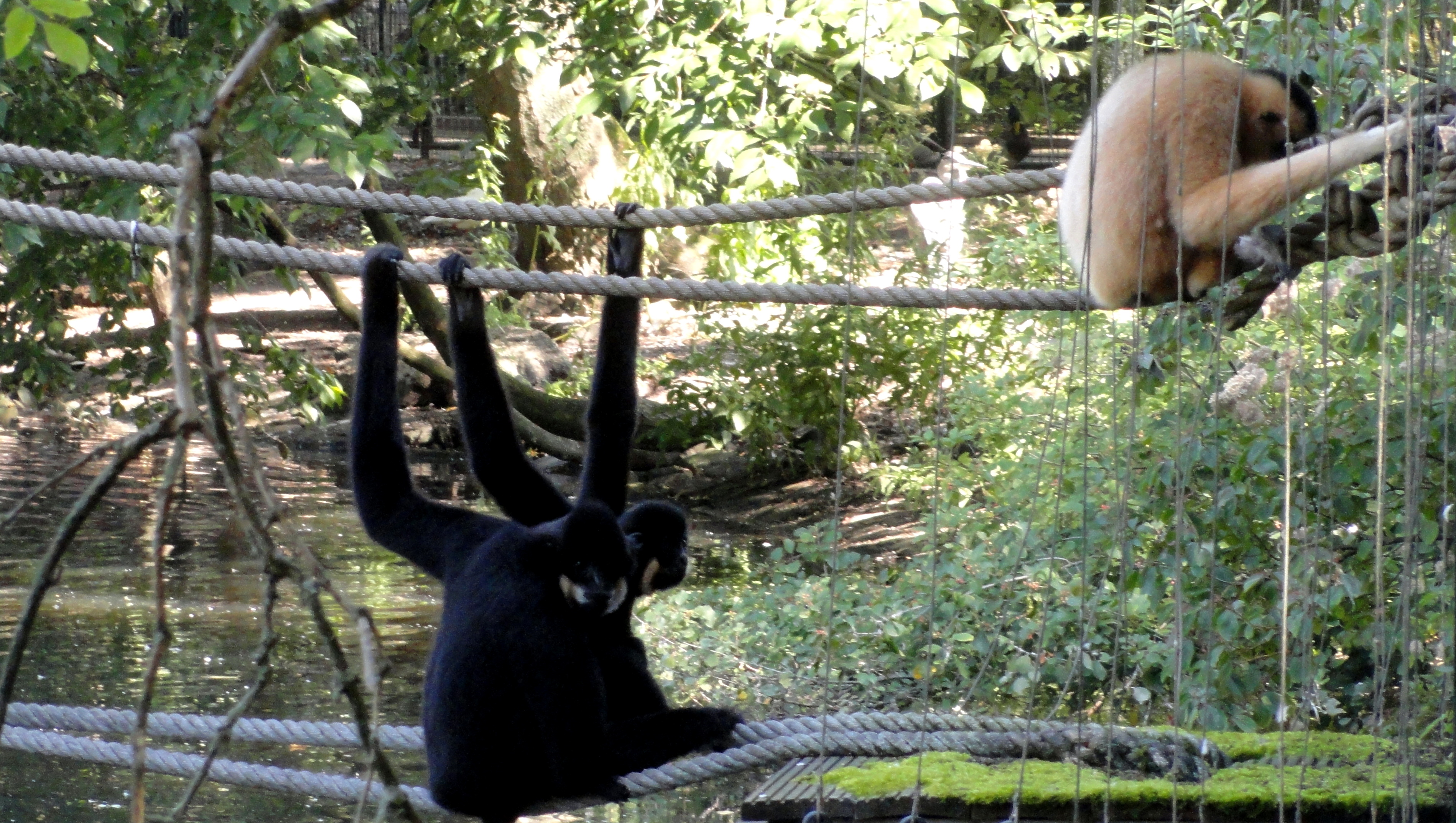 artis-golden-cheeked-gibbons