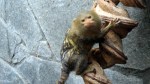 artis-tiny-monkey-3