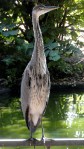 artis-visiting-heron