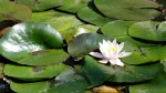 artis-water-lily