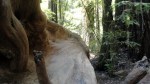 fallen-redwood-2