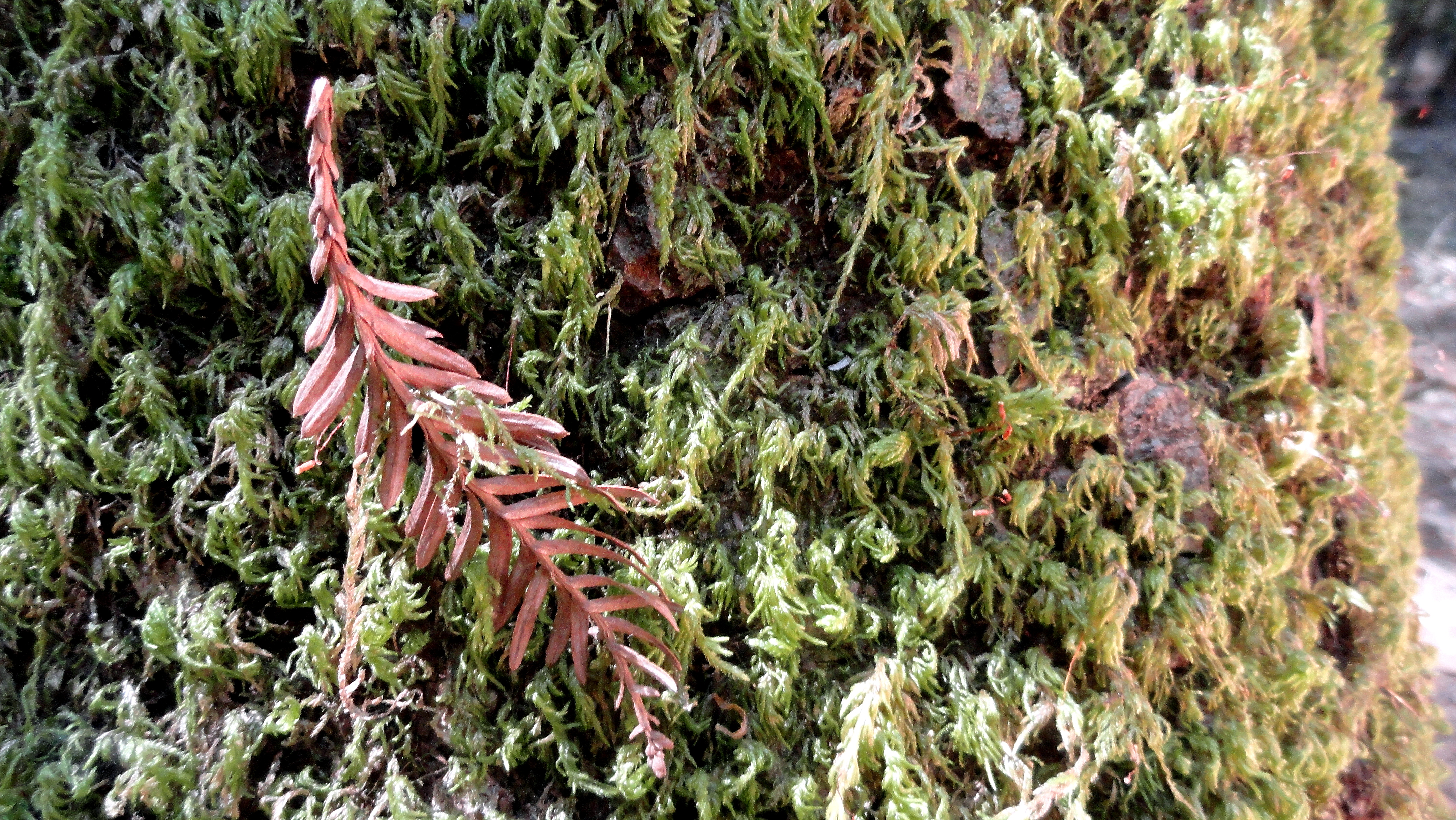 moss-on-bark