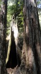 redwood-trunks