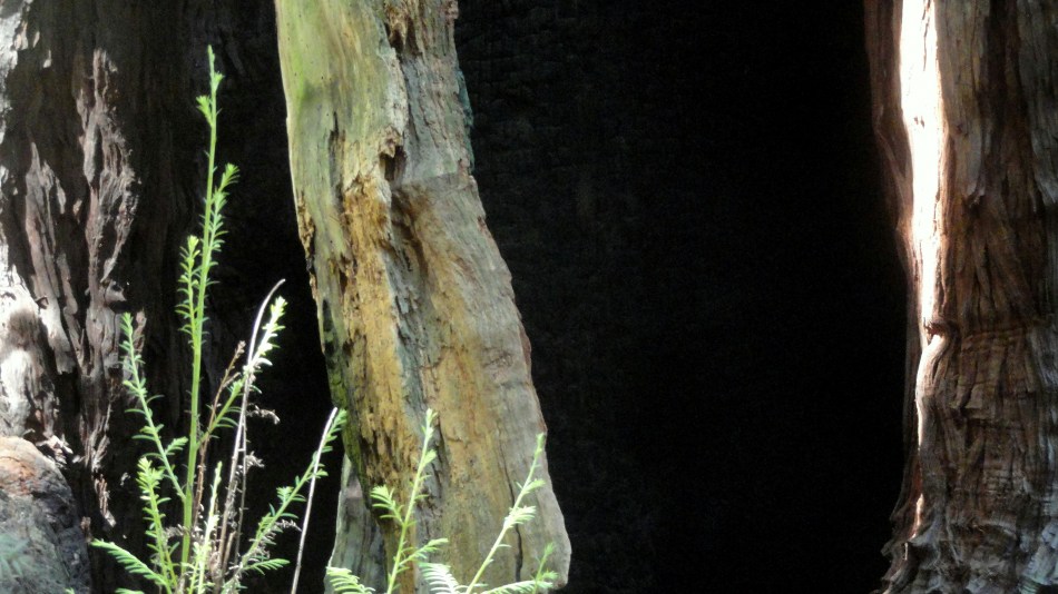 sunlight-bark-shadow-closer-up