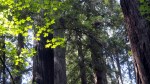 sunlit-leaves-redwoods