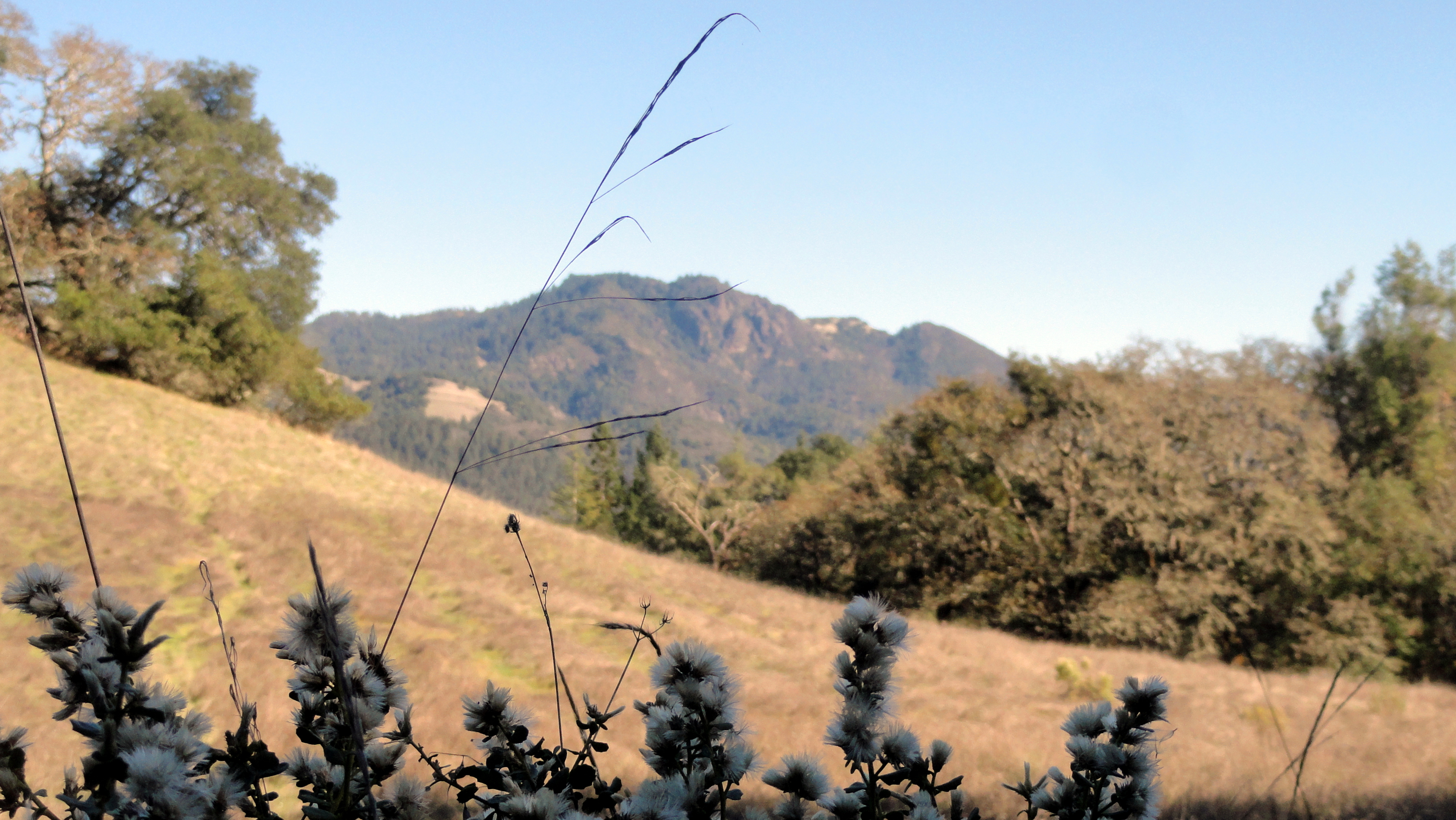 gunsight-rock-flowers