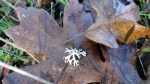 leaf-lichen