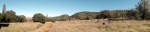 scrub-oak-pano