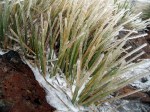 icy-grass-on-alpine-crossing-2