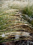 icy-grass-on-alpine-crossing