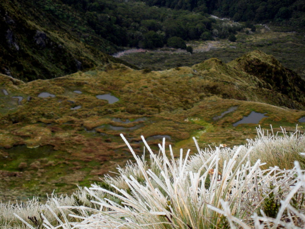 icy-plants-mossy-puddles