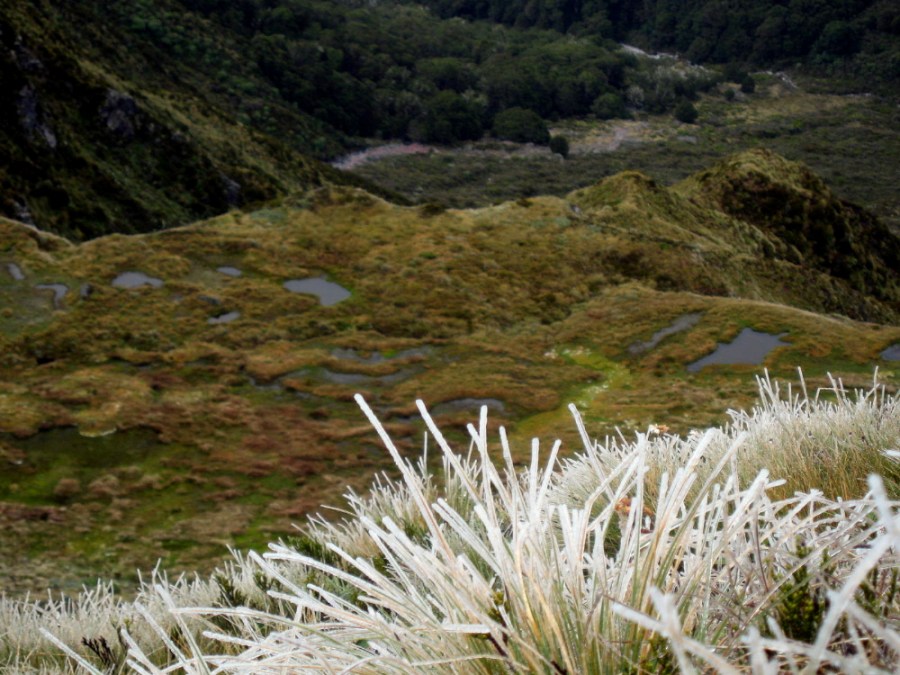 icy-plants-mossy-puddles