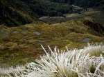 icy-plants-mossy-puddles