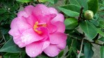 camelia-1