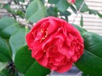 camelia-2